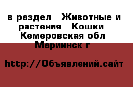  в раздел : Животные и растения » Кошки . Кемеровская обл.,Мариинск г.